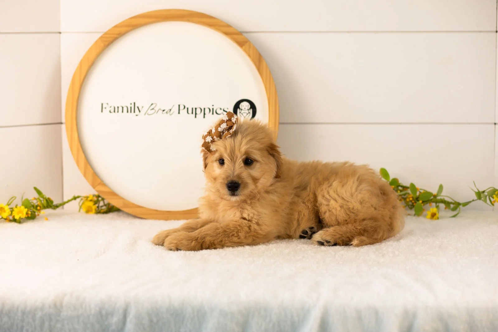 Eva goldendoodle for sale(1).jpg