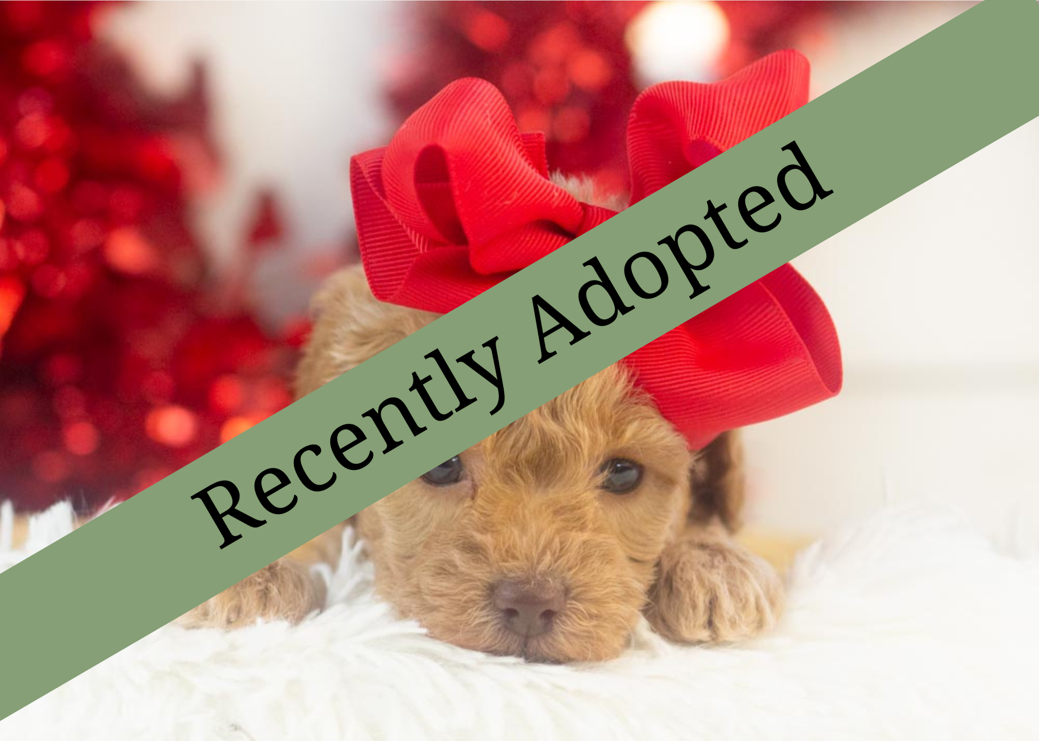 goldendoodle for sale