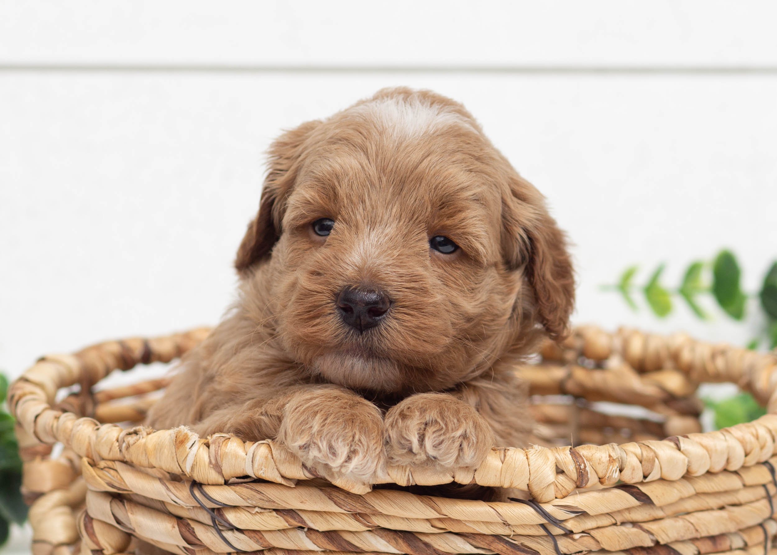 Lemon Goldendoodle For Sale(1).jpg