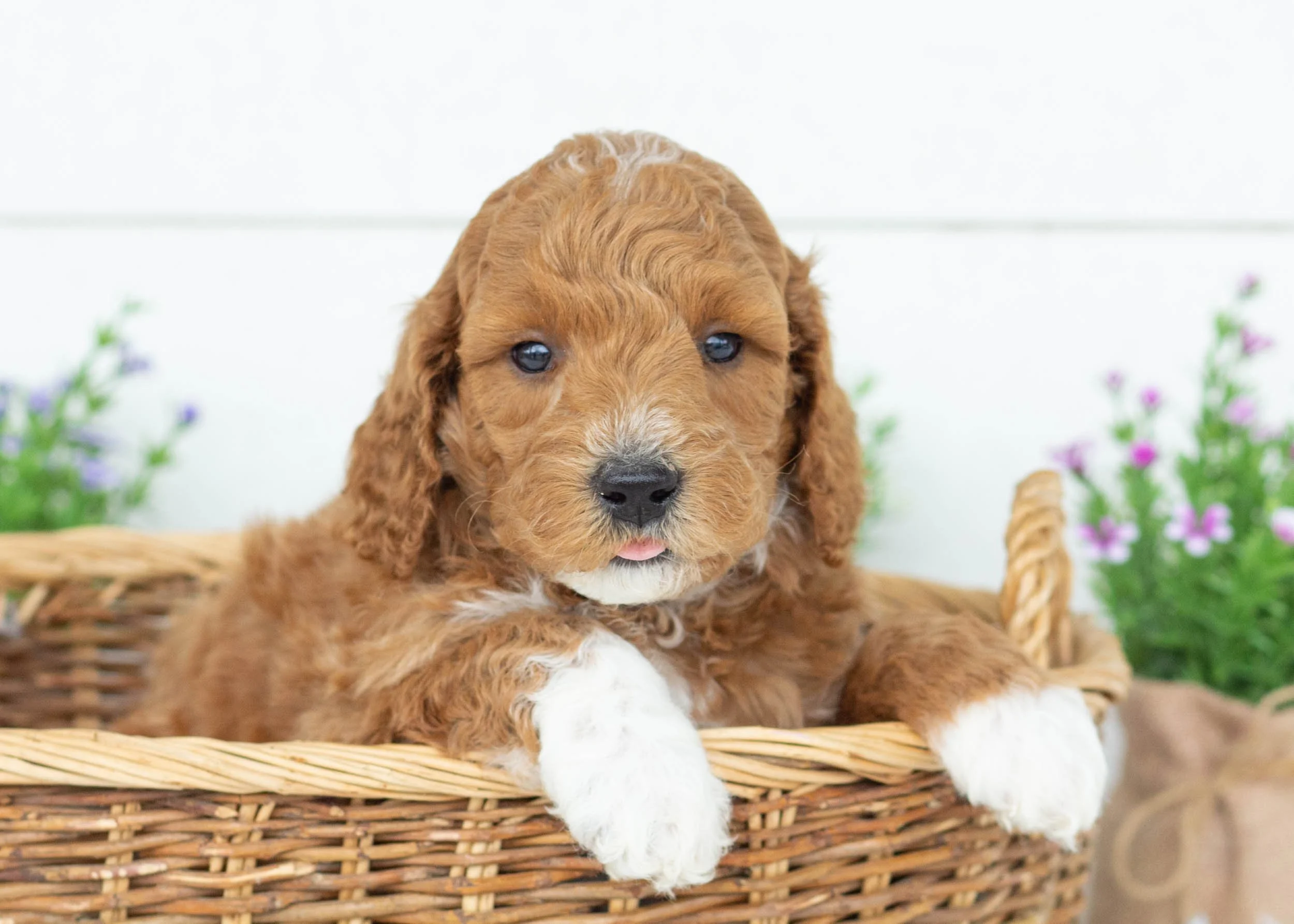 Jett goldendoodle for sale(3).jpg