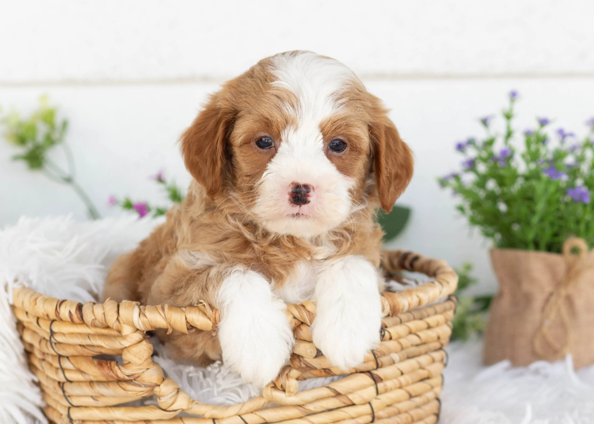 Chase goldendoodle for sale(3).jpg