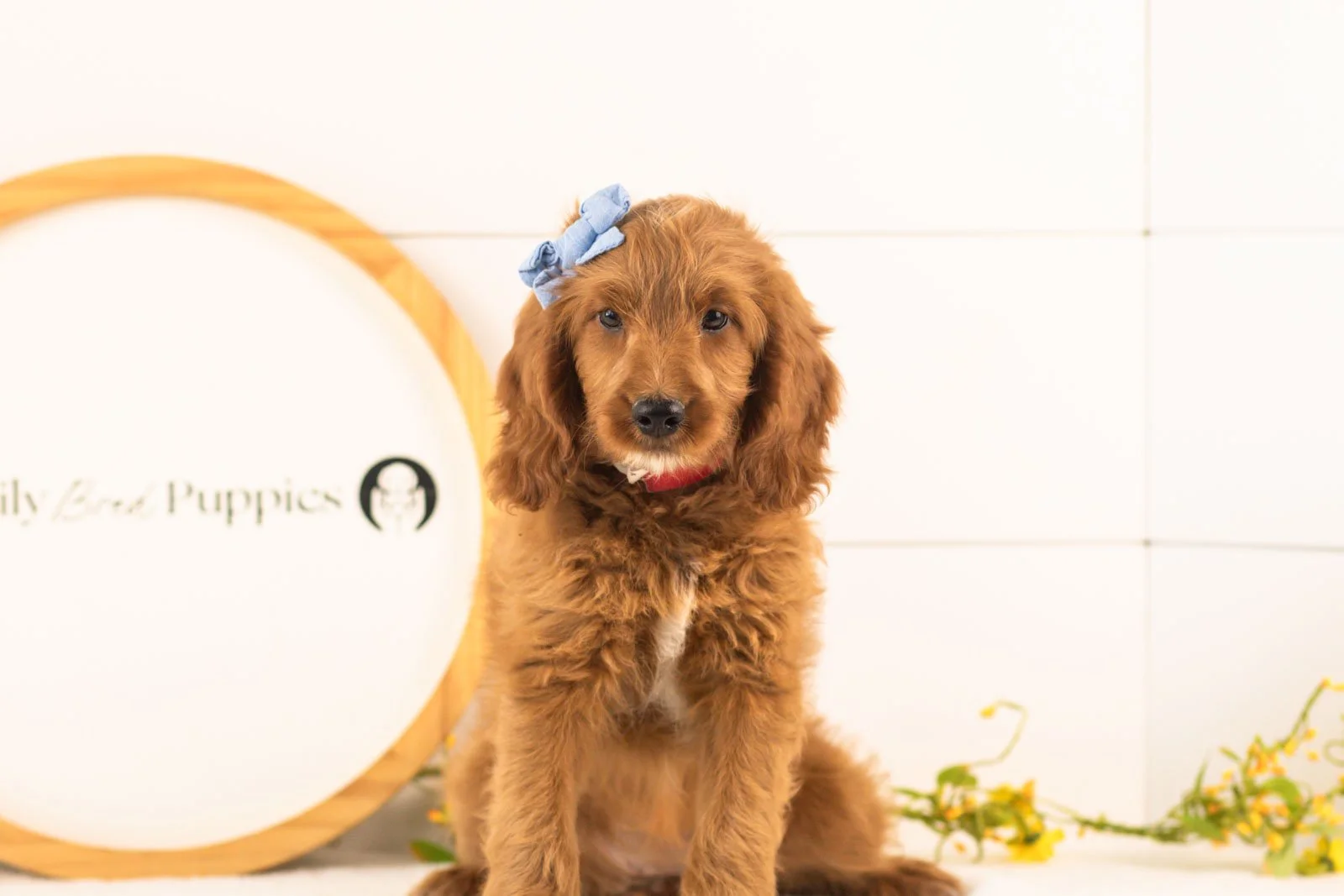 Eliza goldendoodle for sale(2).jpg