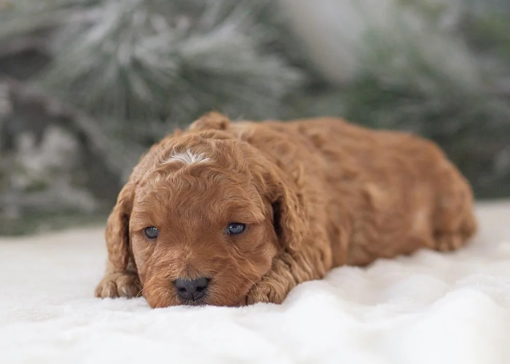 goldendoodle for sale