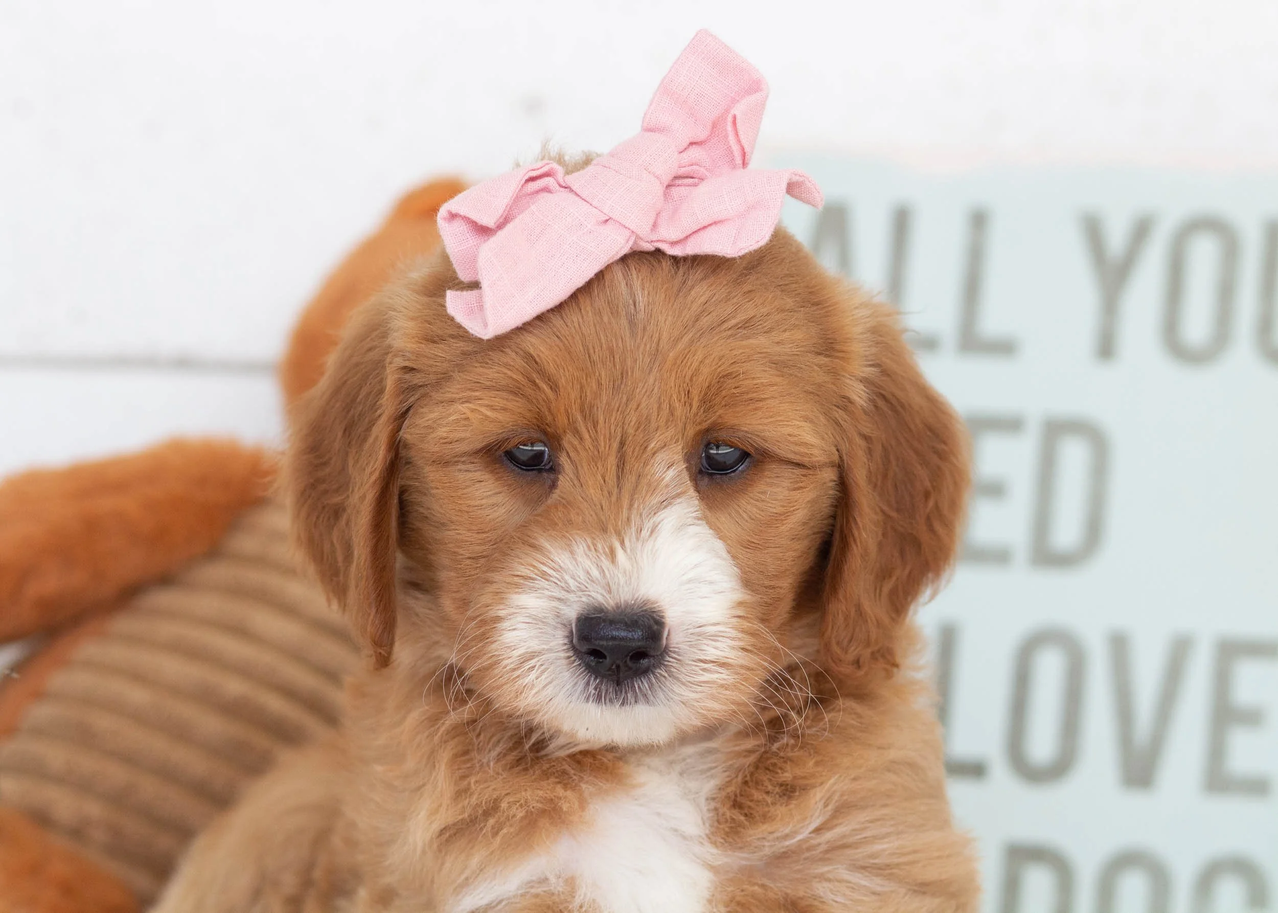 Celeste Goldendoodle For Sale(2).jpg