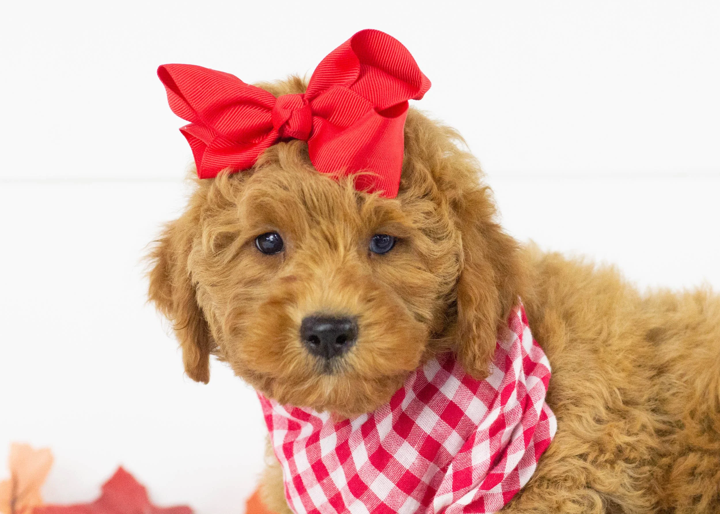 Coe goldendoodle for sale.jpg