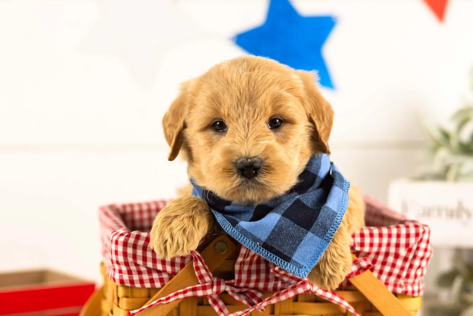 gandalf goldendoodle for sale(2).jpg