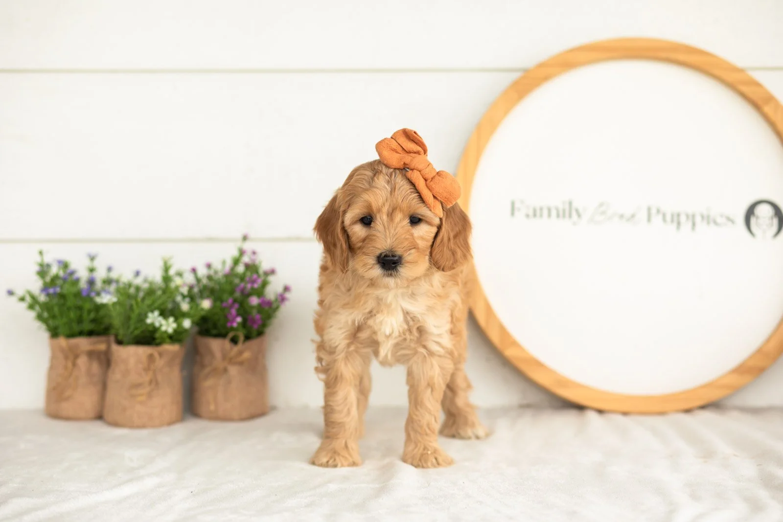 Maria goldendoodle for sale(2).jpg