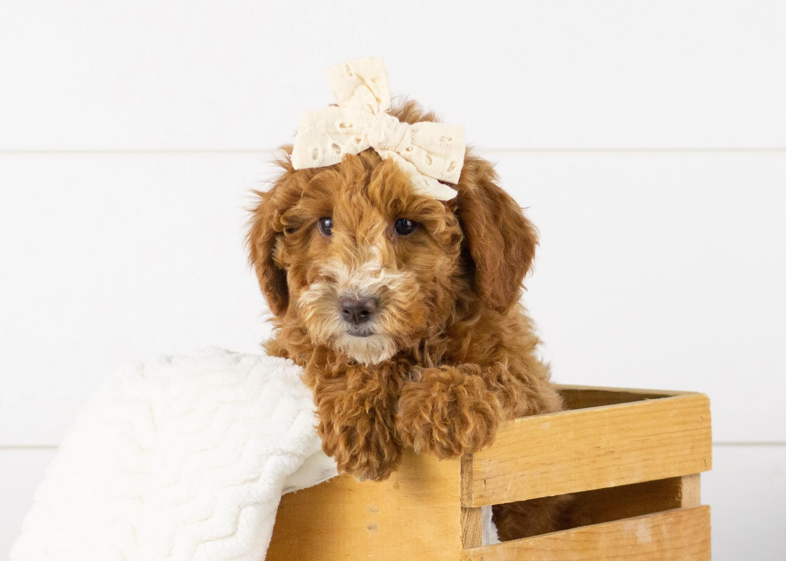 Gala goldendoodle for sale(2).jpg