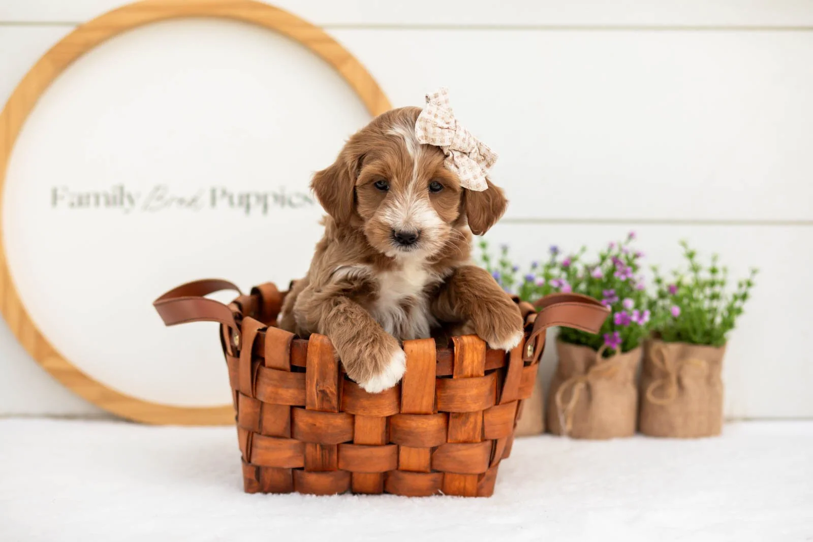 Jan goldendoodle for sale(3).jpg