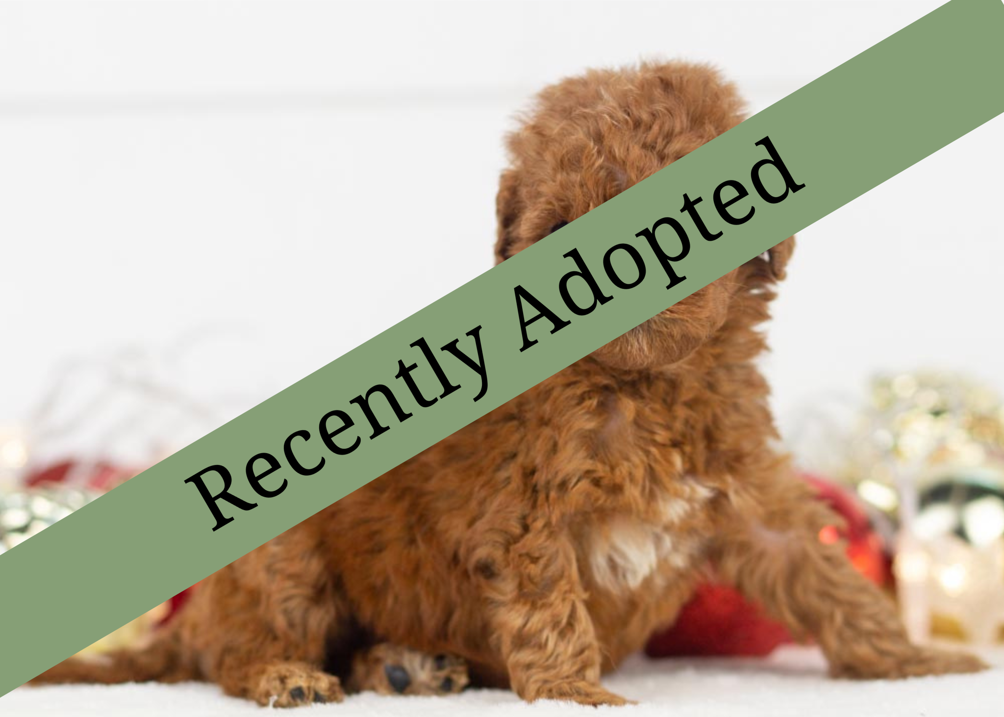 goldendoodle for sale