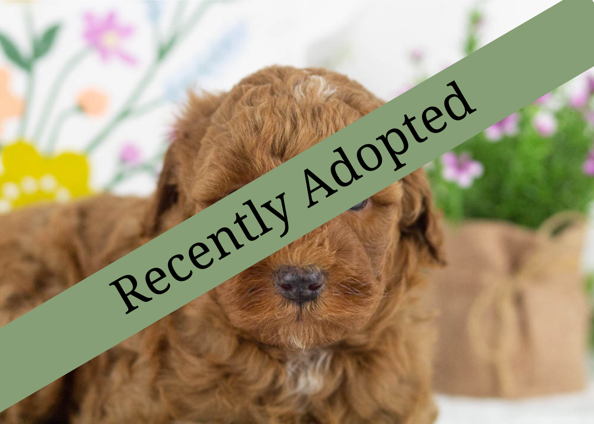 goldendoodle for sale