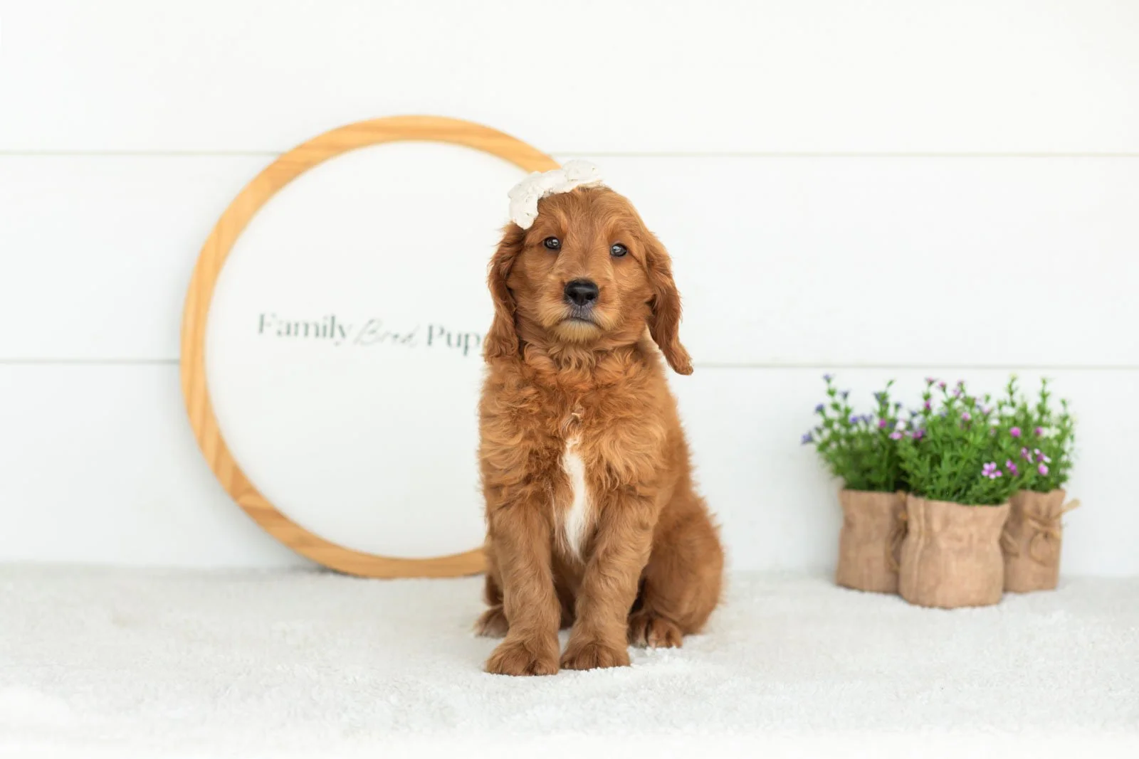 Eliza goldendoodle for sale(1).jpg