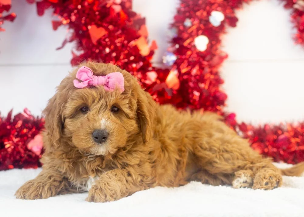Bell goldendoodle for sale(2).jpg
