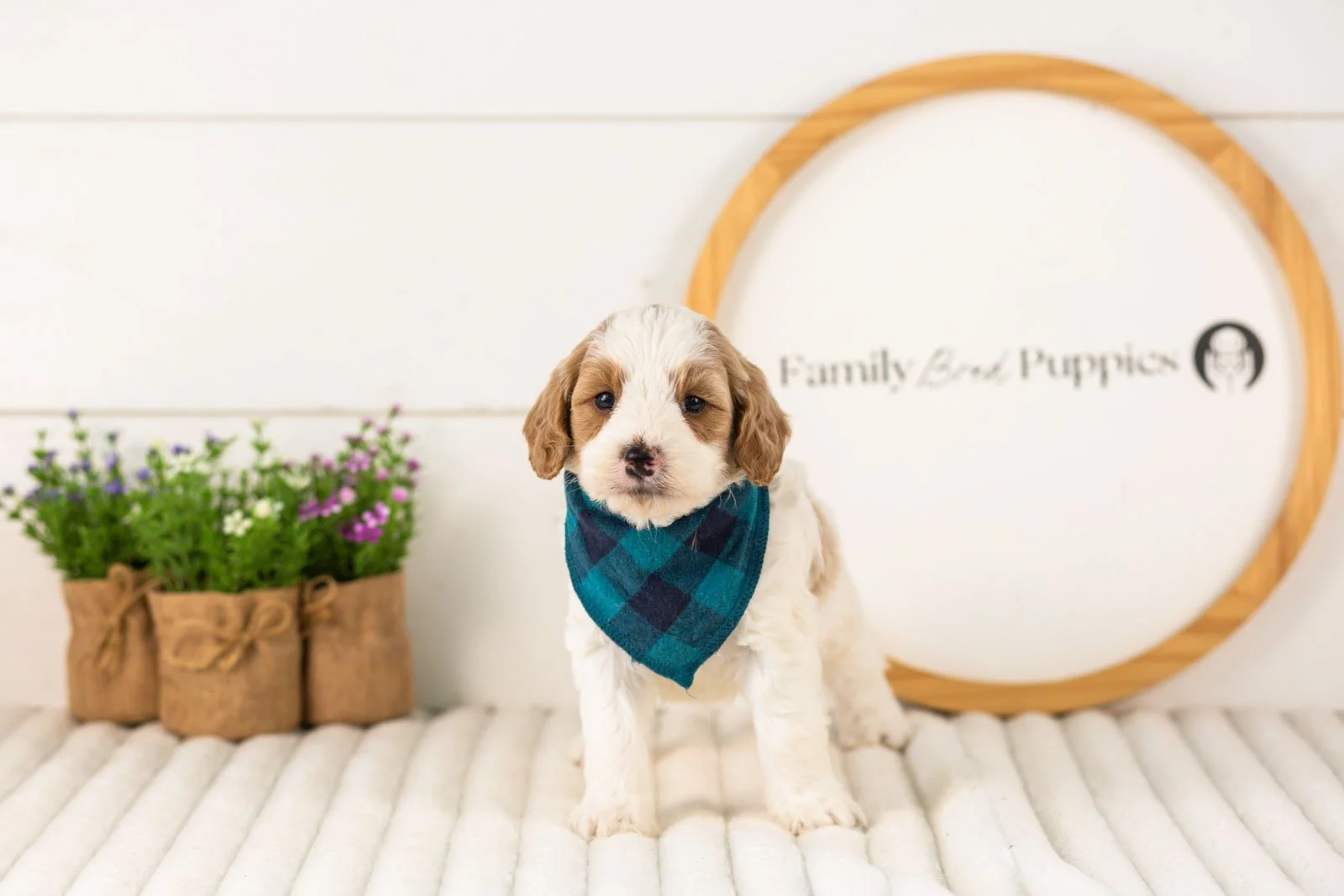 Dominic goldendoodle for sale(1).jpg