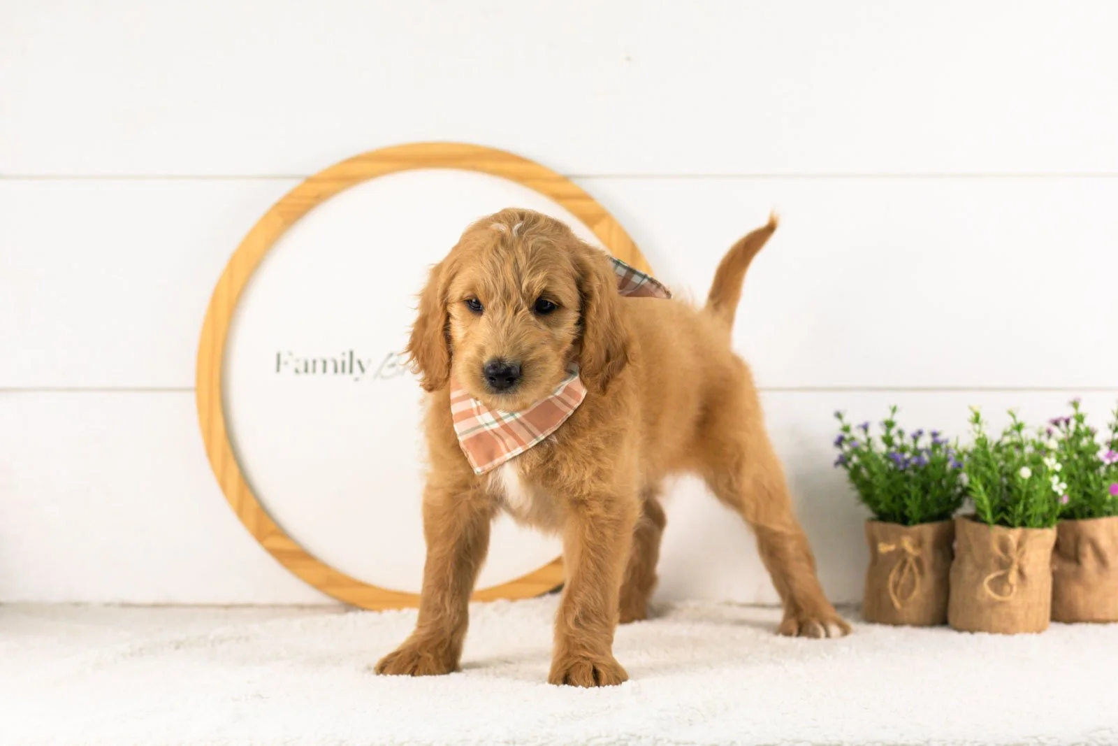 Putzie goldendoodle for sale.jpg