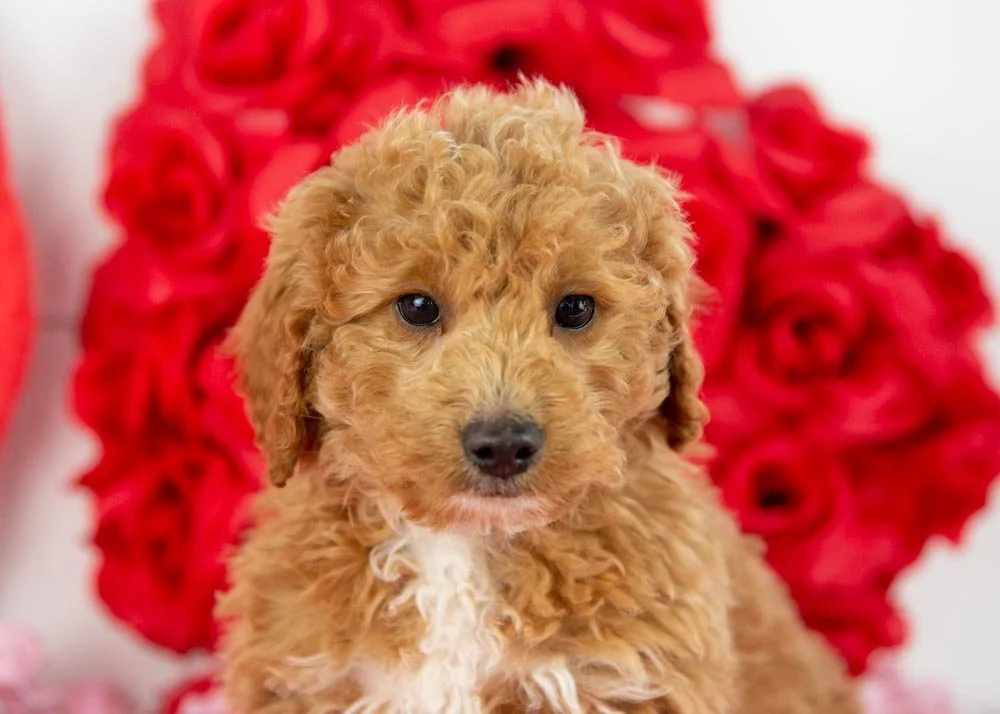 mort goldendoodle for sale.jpg