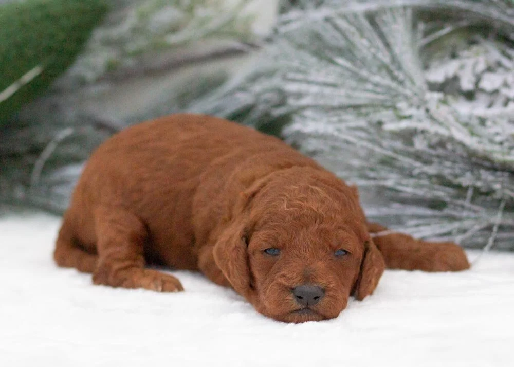 Colt goldendoodle for sale(2).jpg