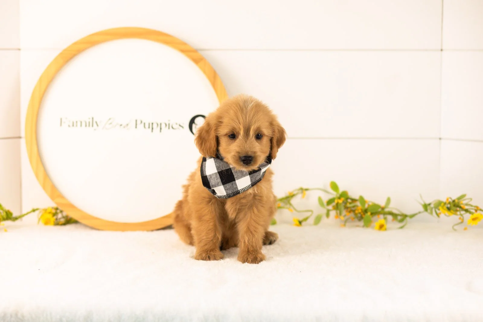 Elijah goldendoodle for sale(1).jpg