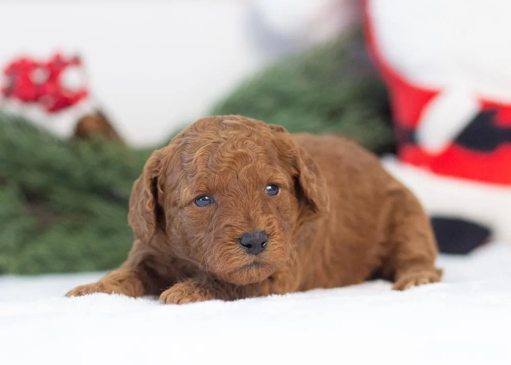 Martha May goldendoodle for sale(3).jpg