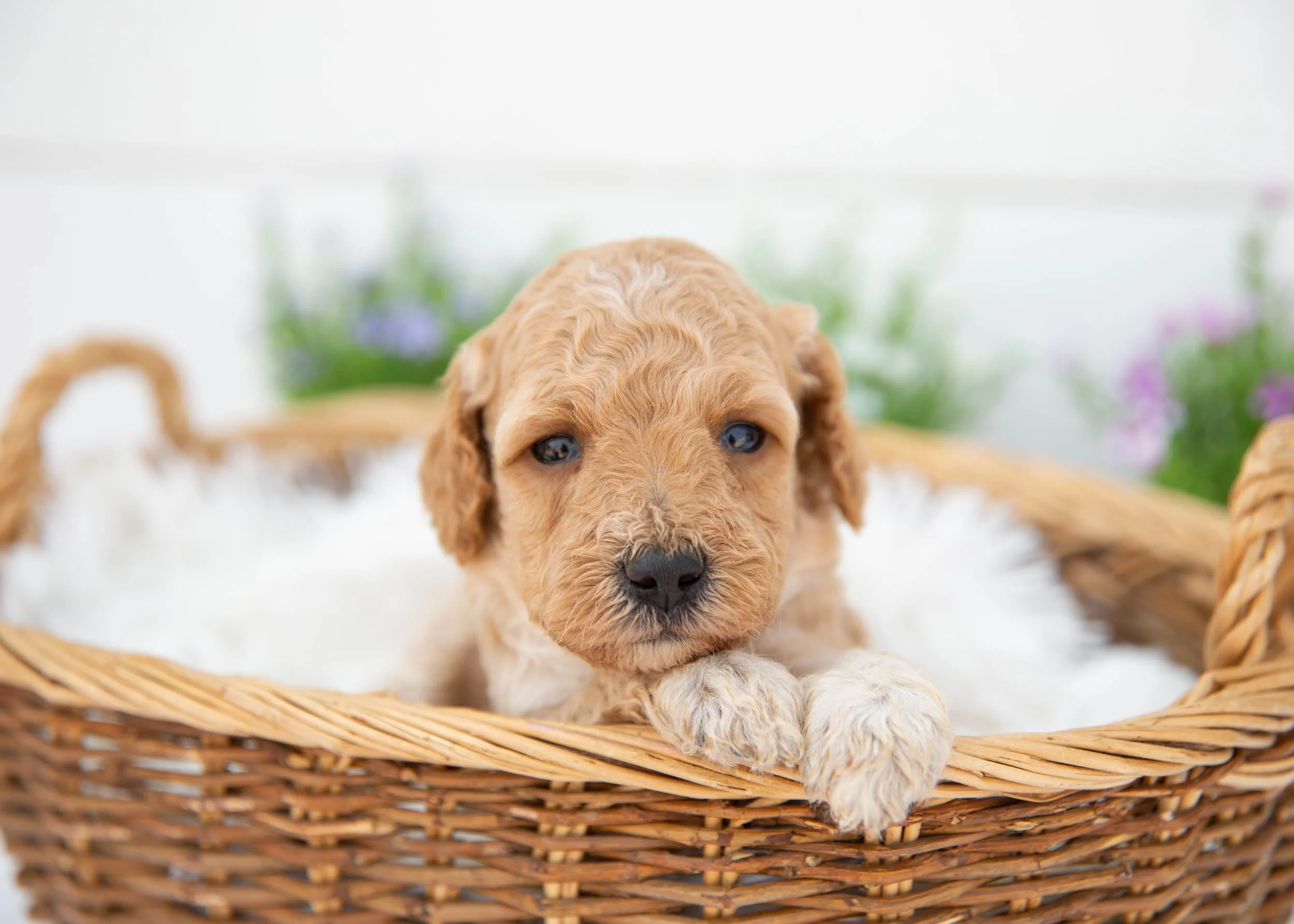 Nash goldendoodle for sale(3).jpg