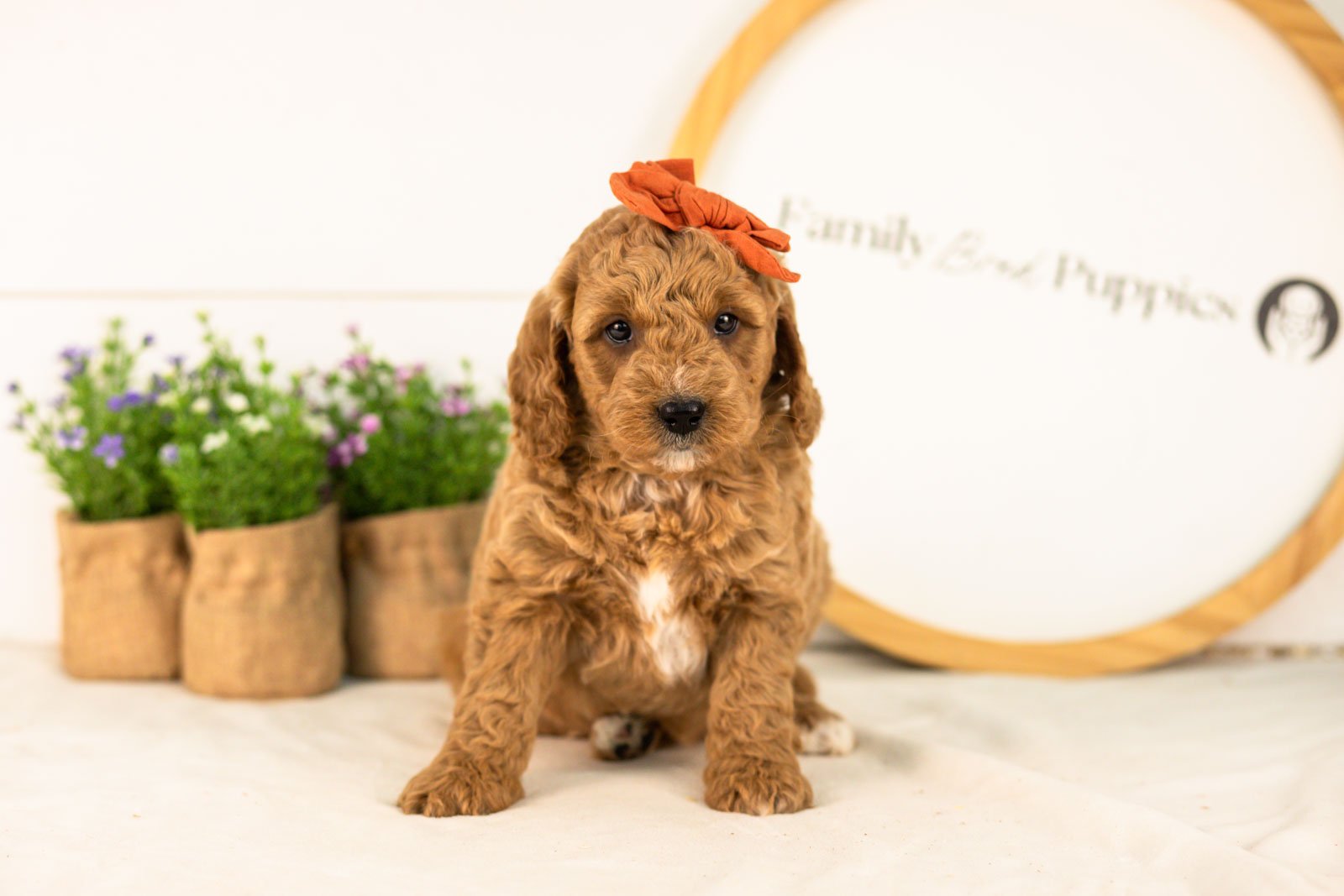 Breeze goldendoodle for sale(1).jpg