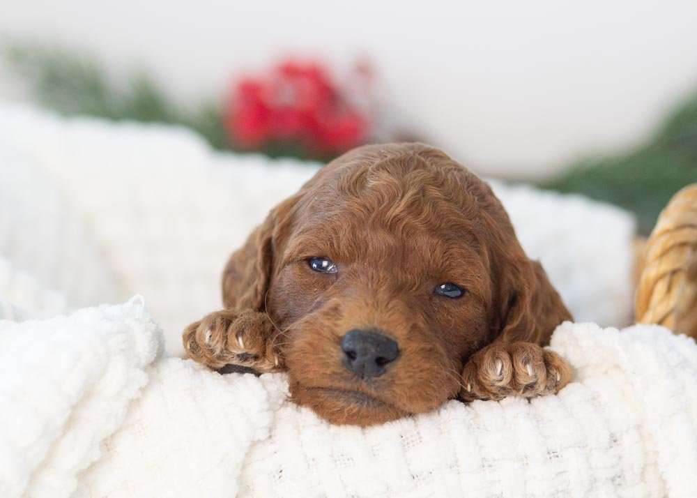 Mrs.Claus goldendoodle for sale(4).jpg