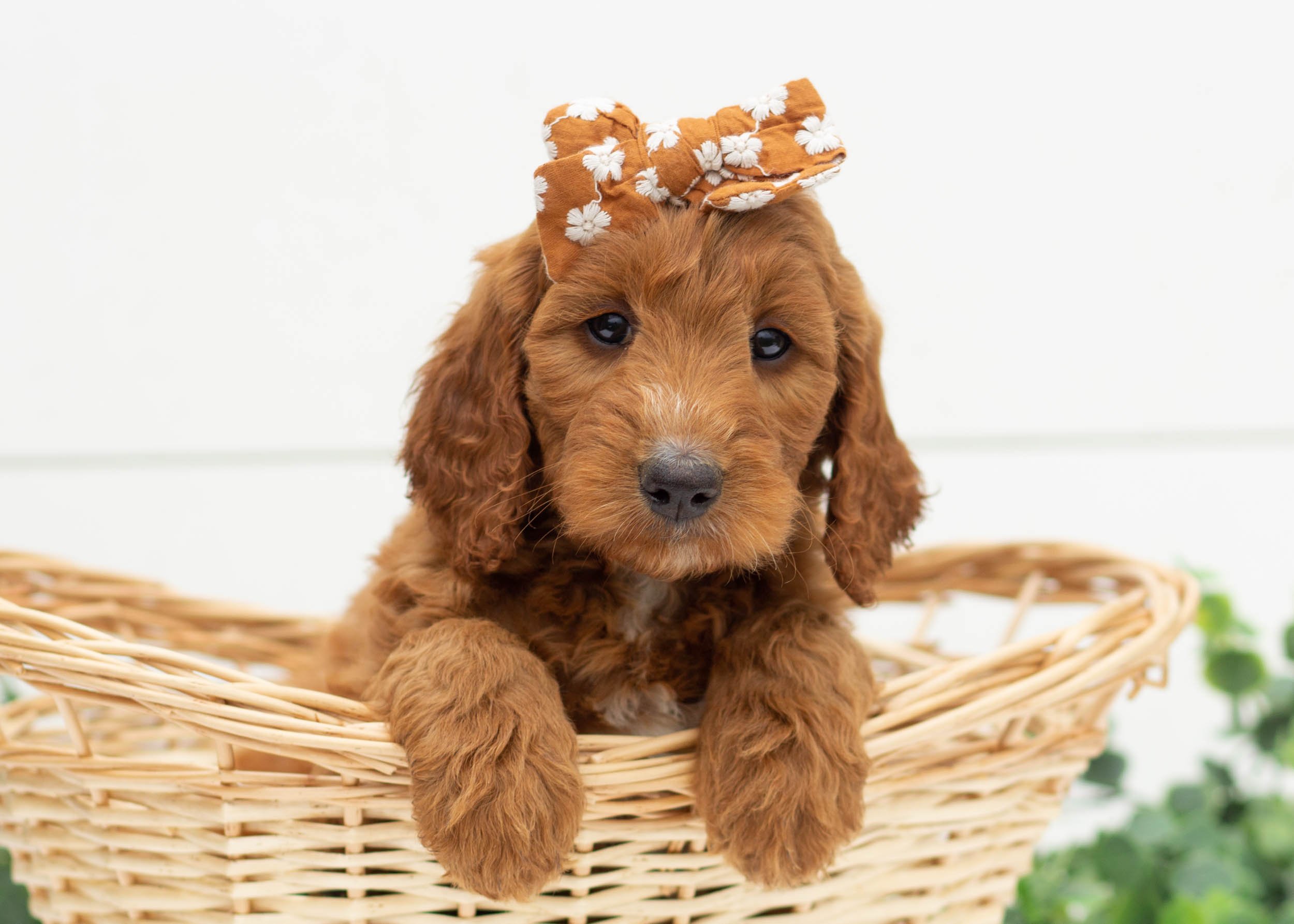 River Goldendoodle For Sale(2).jpg
