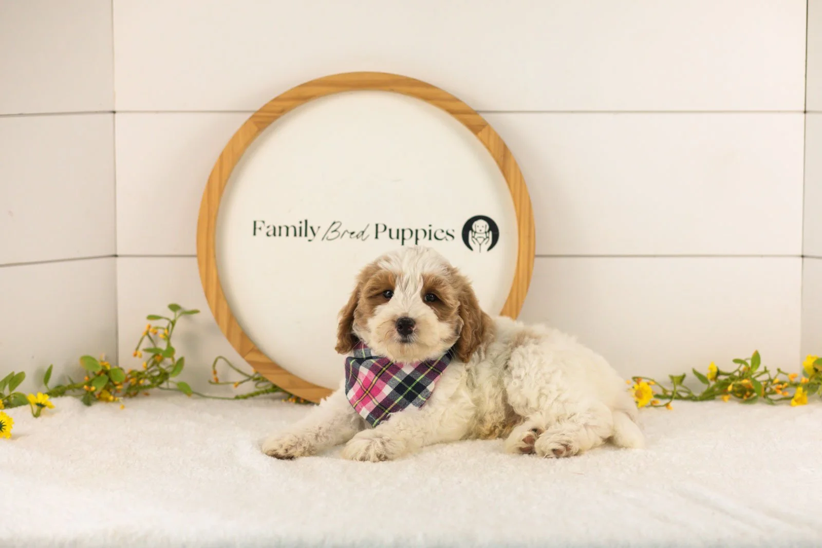 Dominic goldendoodle for sale.jpg