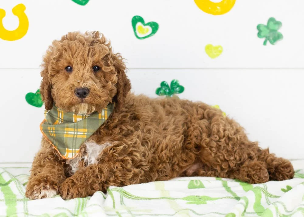 Blake goldendoodle for sale(2).jpg