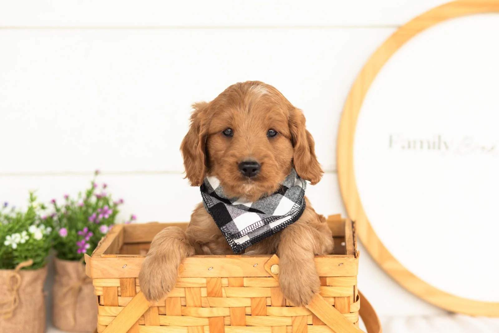 Phil goldendoodle for sale(3).jpg