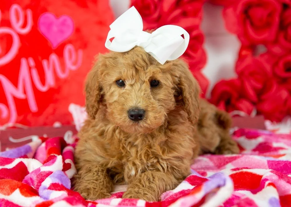 bingo goldendoodle for sale(3).jpg