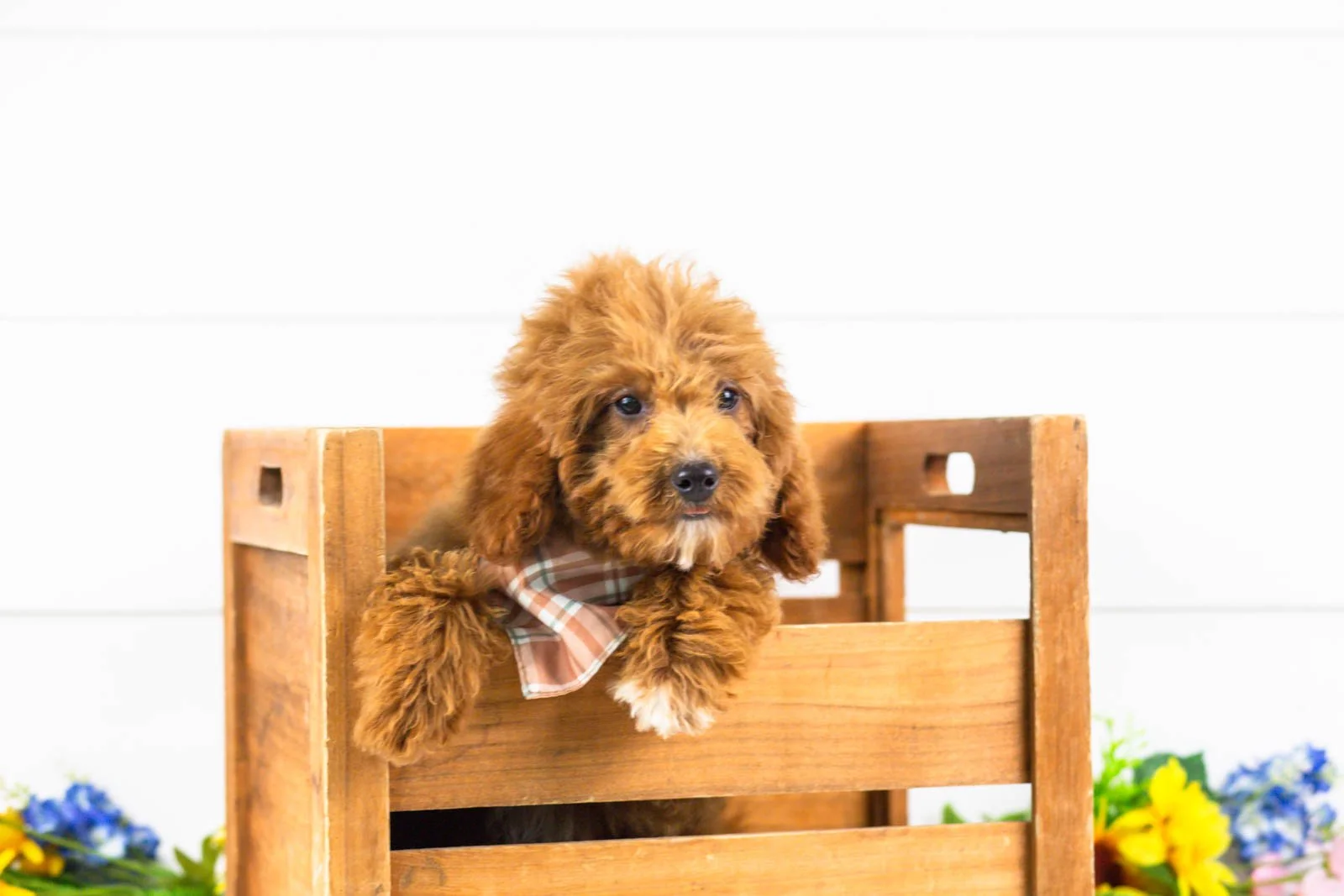 goldendoodle for sale