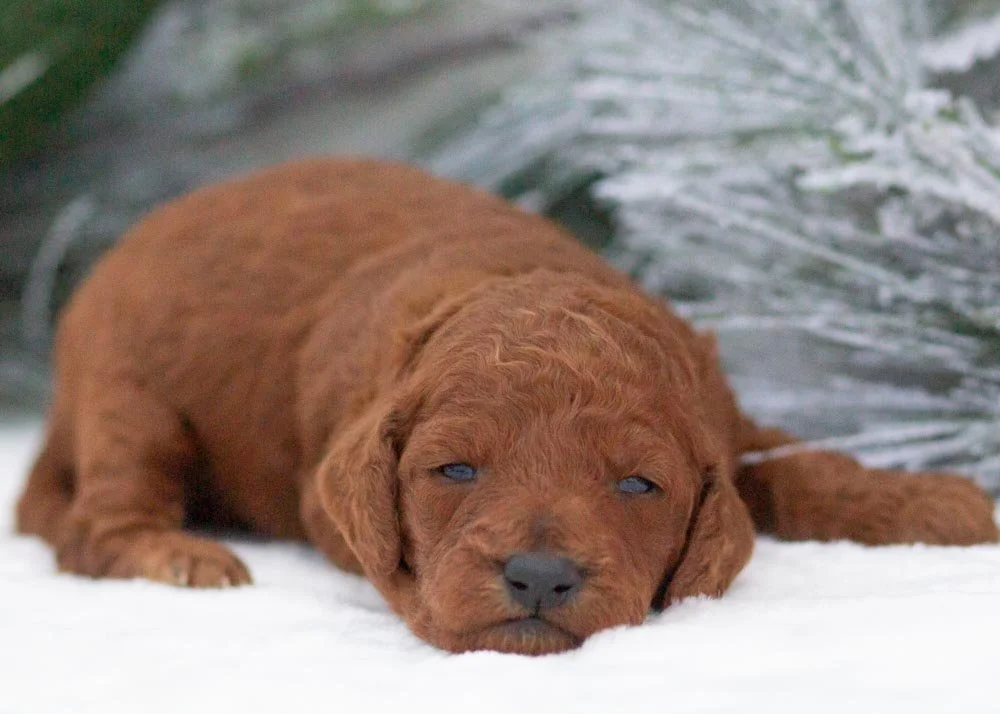 Colt goldendoodle for sale(1).jpg