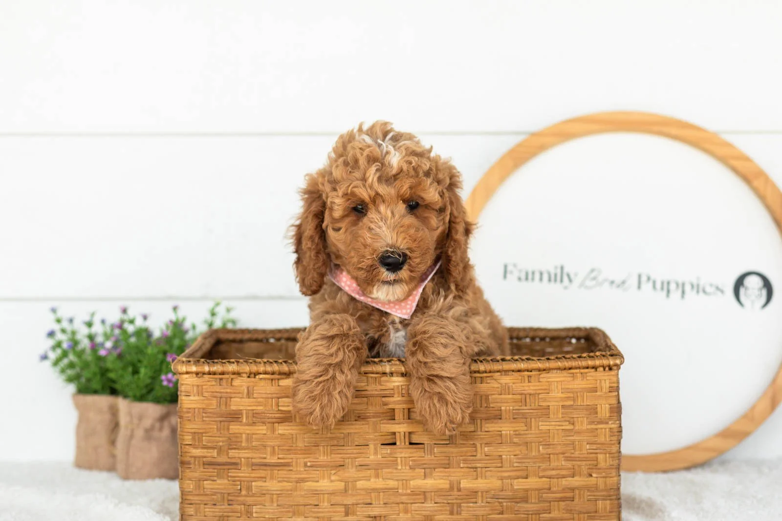 Ham goldendoodle for sale(4).jpg