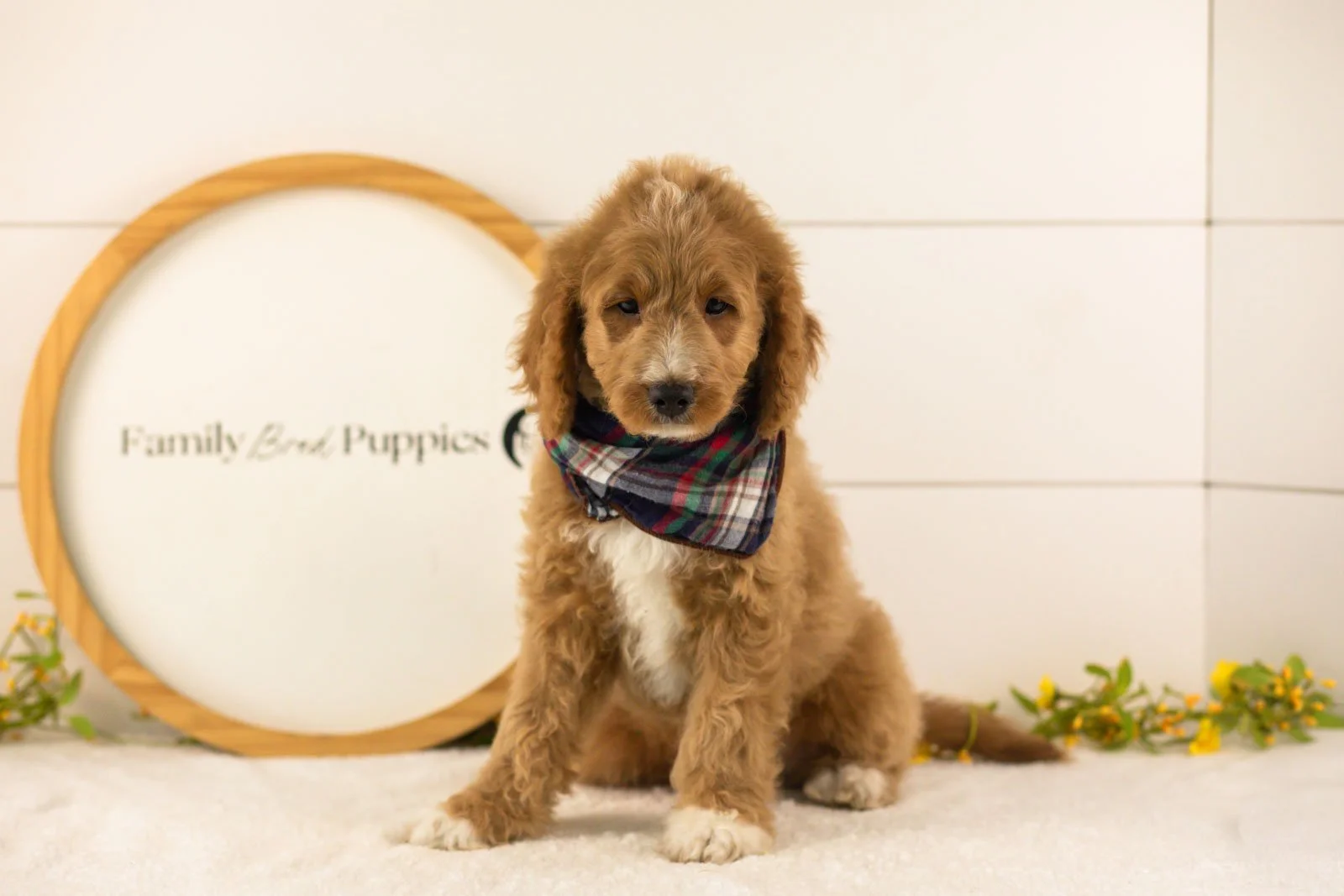 Brie goldendoodle for sale(1).jpg