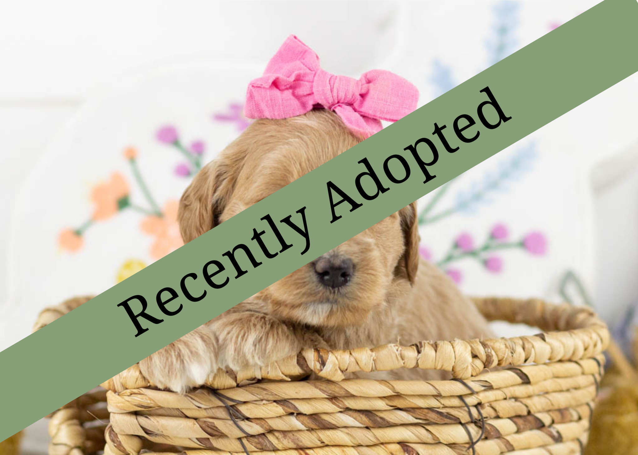 goldendoodle for sale