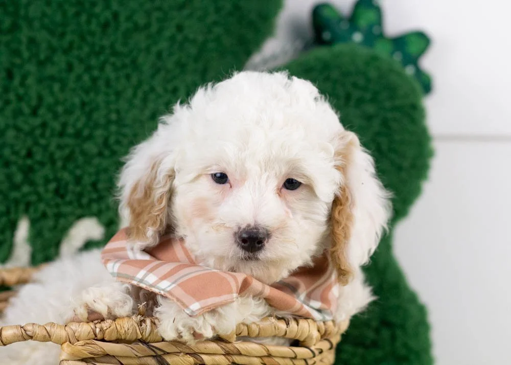 goldendoodle for sale