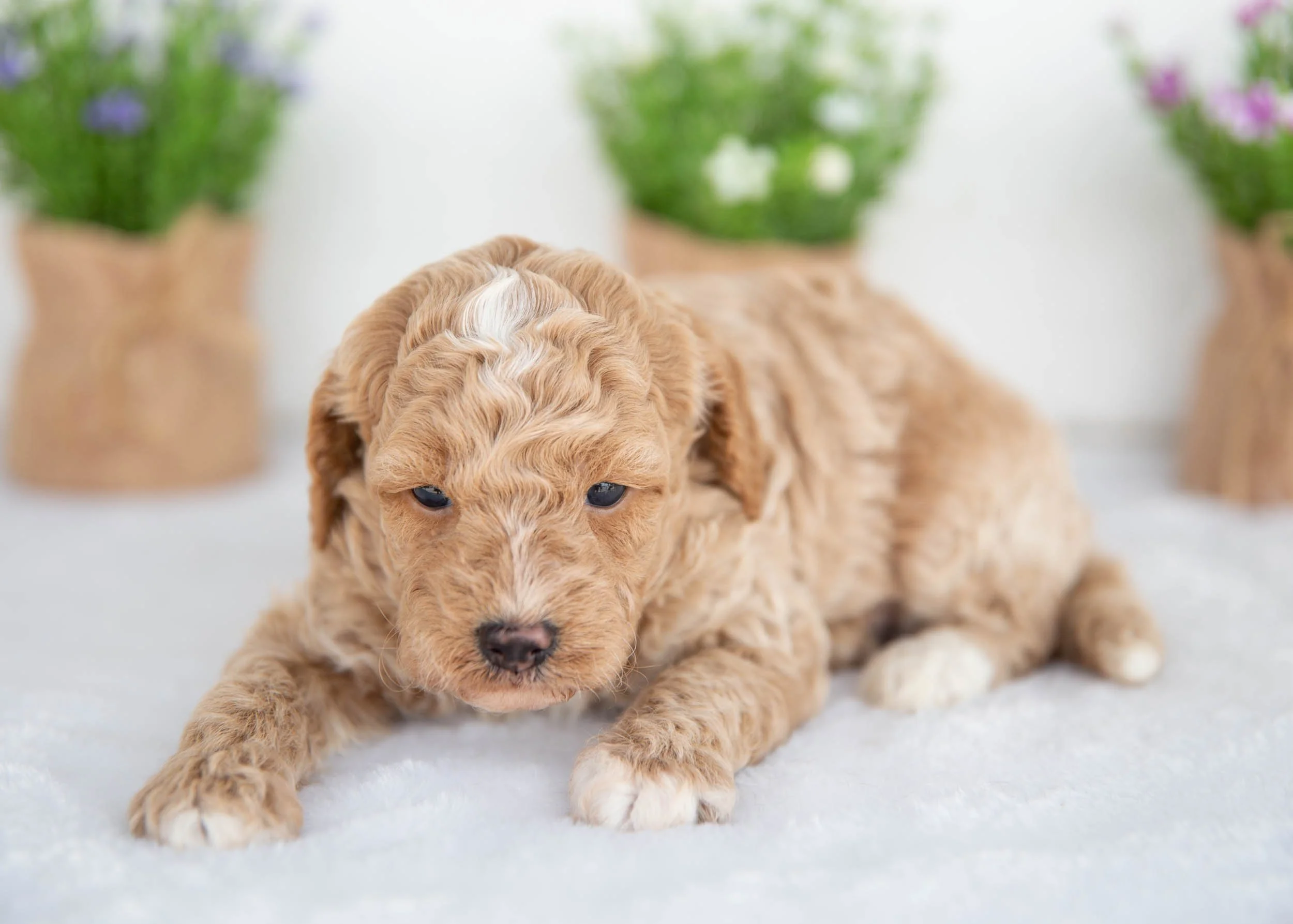 Miles goldendoodle for sale(1).jpg