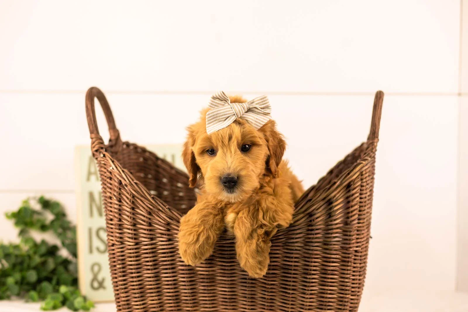 willow goldendoodle for sale(2).jpg