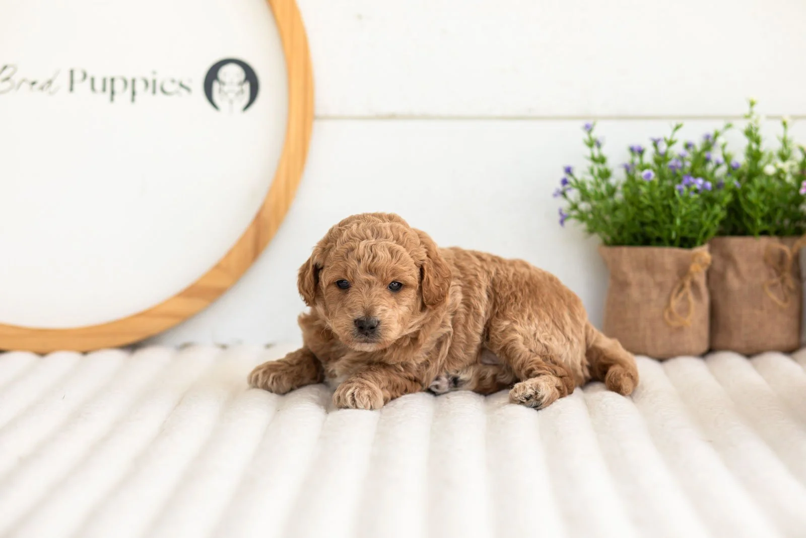 Fin goldendoodle for sale.jpg