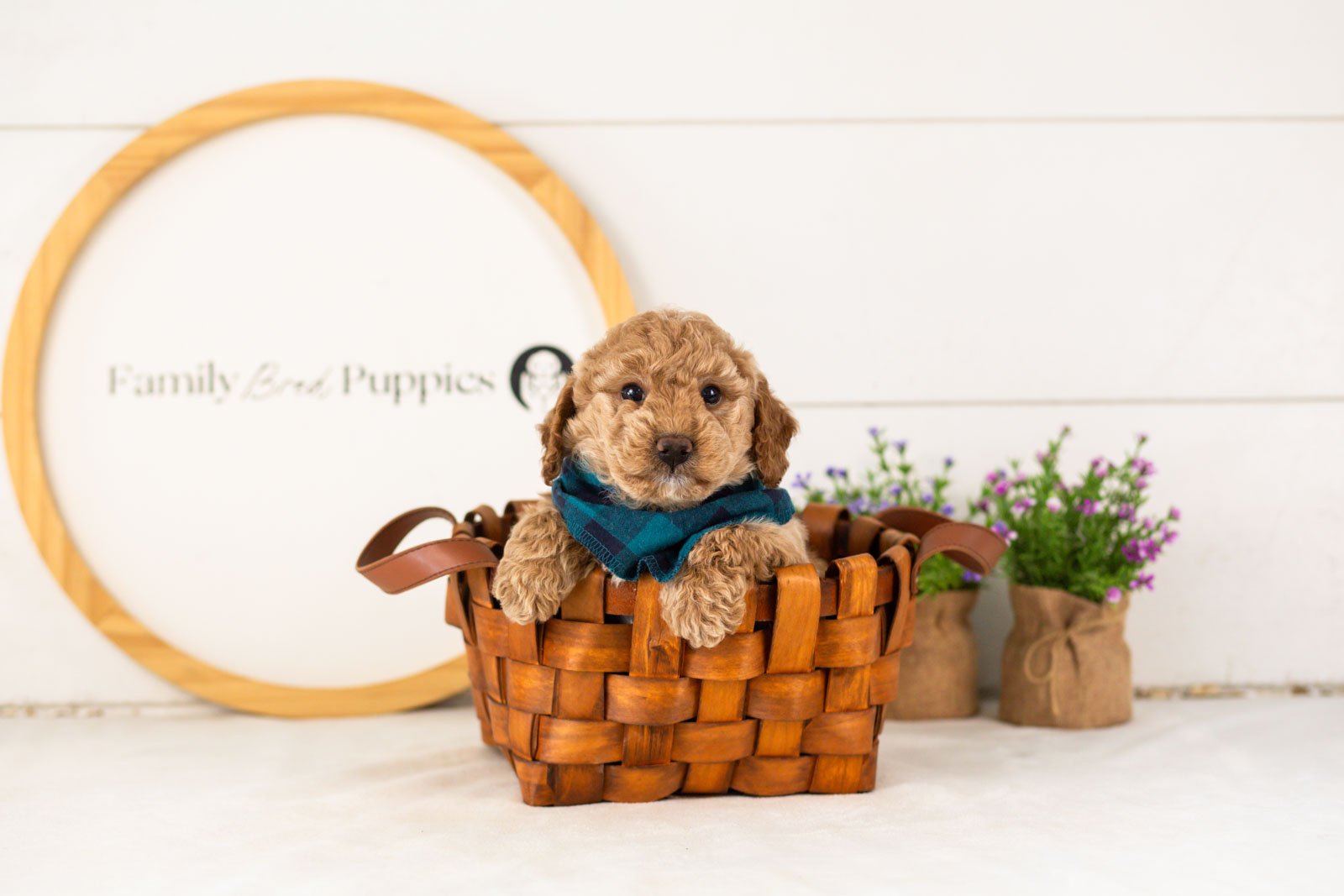 Benji goldendoodle for sale(1).jpg