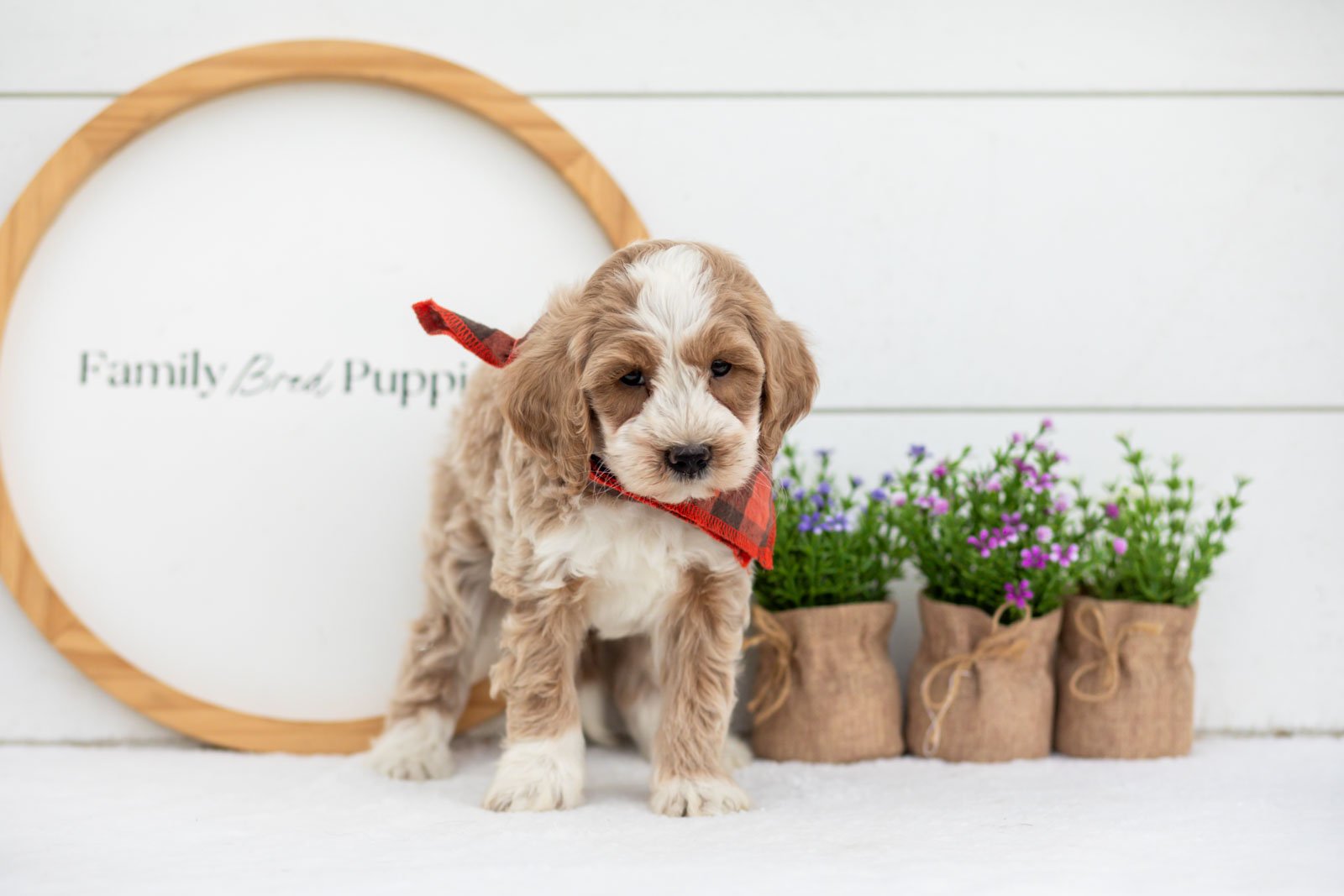 Peter goldendoodle for sale(2).jpg