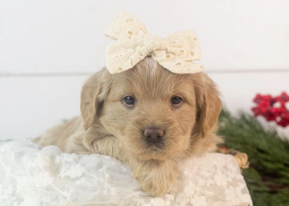 goldendoodle for sale