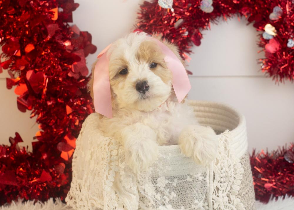 Honey goldendoodle for sale(1).jpg