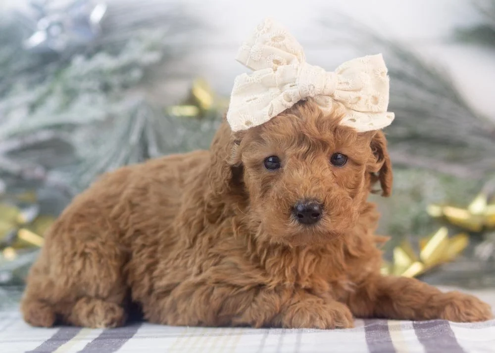 Bingo goldendoodle for sale.jpg