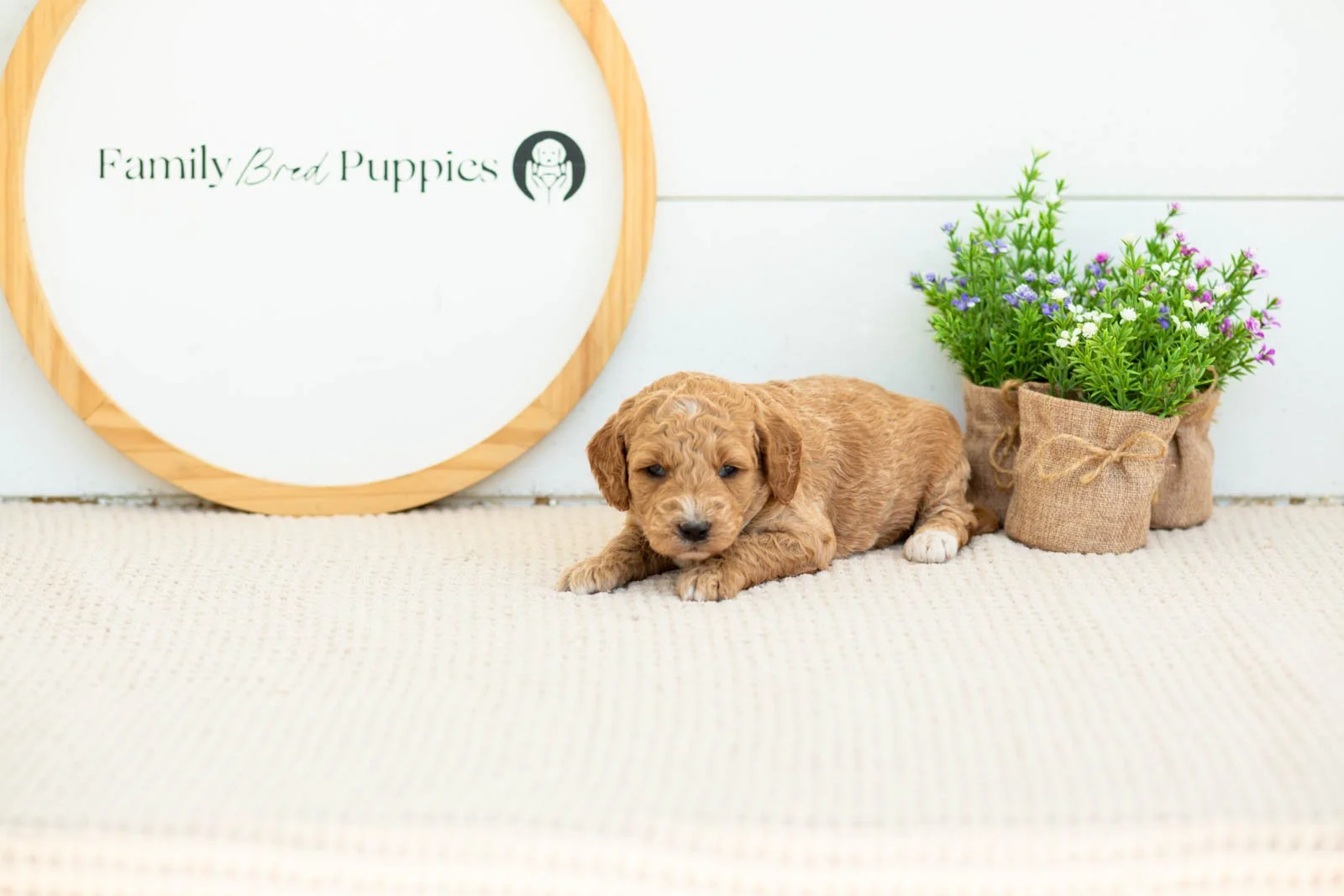 Thunder golendoodle for sale(2).jpg