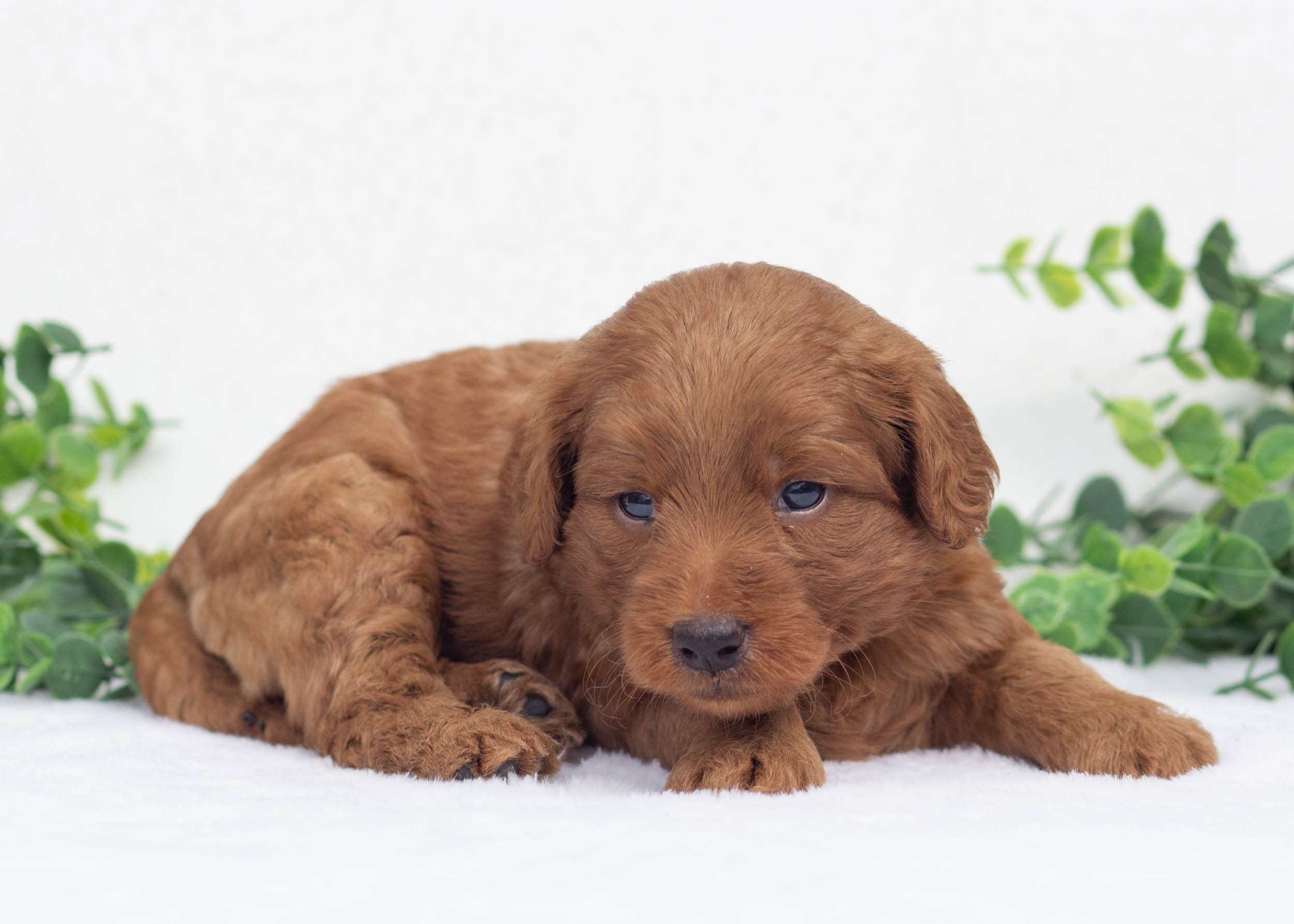 Landon Goldendoodle For Sale(2).jpg
