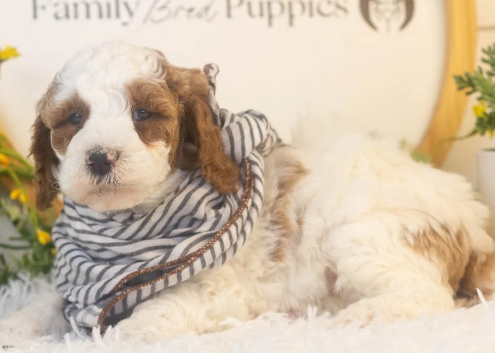 mustang goldendoodle for sale(3).jpg