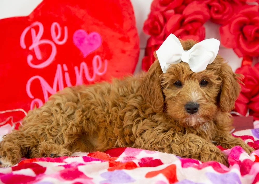 bell goldendoodle for sale(1).jpg