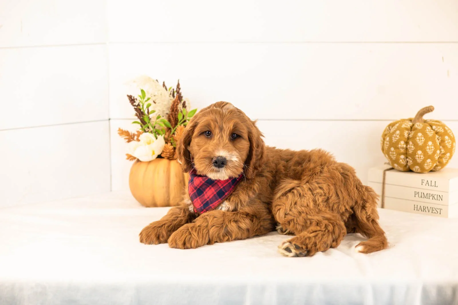 Bailey goldendoodle for sale 5.jpg